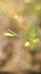 Hesperolinon breweri