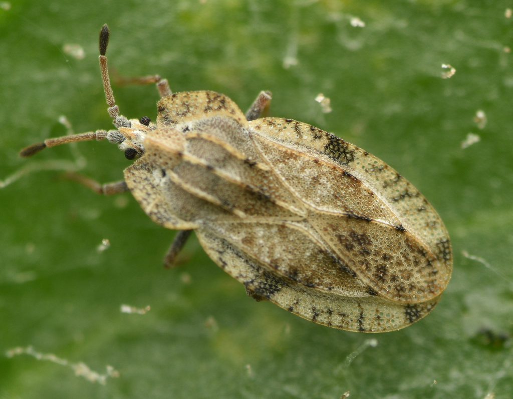 Tingis ampliata