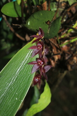Pleurothallis lindenii