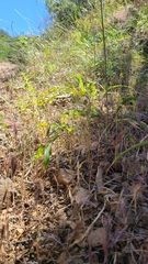 Hesperolinon breweri