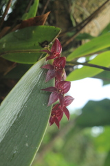 Pleurothallis lindenii