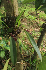 Pleurothallis lindenii