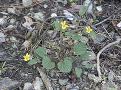 Viola purpurea quercetorum