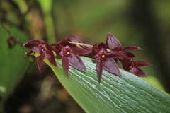 Pleurothallis lindenii