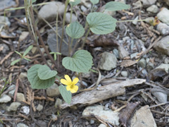 Viola purpurea quercetorum
