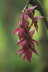 Pleurothallis lindenii