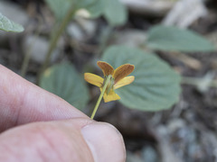 Viola purpurea quercetorum