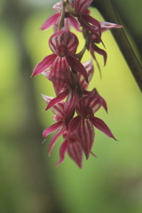 Pleurothallis lindenii