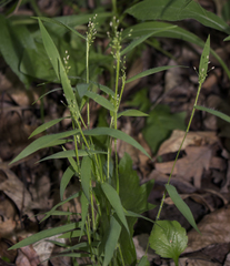 Dichanthelium implicatum