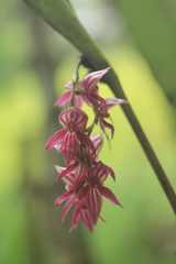 Pleurothallis lindenii
