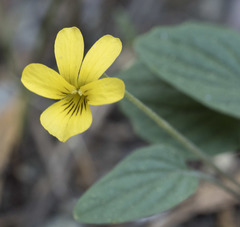 Viola purpurea quercetorum
