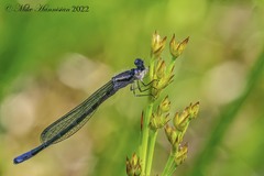 Enallagma recurvatum