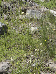 Toxicoscordion venenosum venenosum