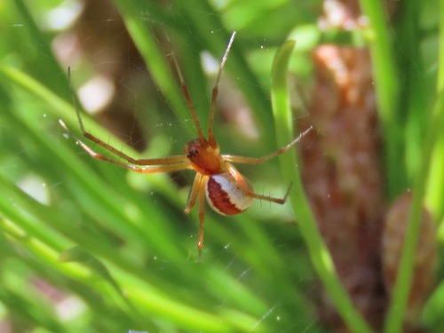 Pityohyphantes rubrofasciatus