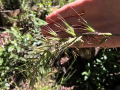 Elymus californicus