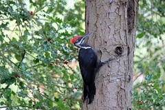 Dryocopus