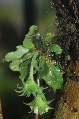 Eurystyles cotyledon