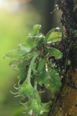 Eurystyles cotyledon