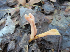 Clavulinopsis sulcata