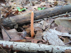 Clavulinopsis sulcata