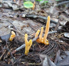 Clavulinopsis sulcata