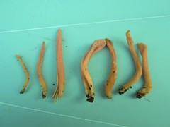 Clavulinopsis sulcata