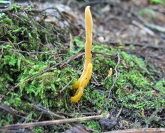 Clavulinopsis sulcata