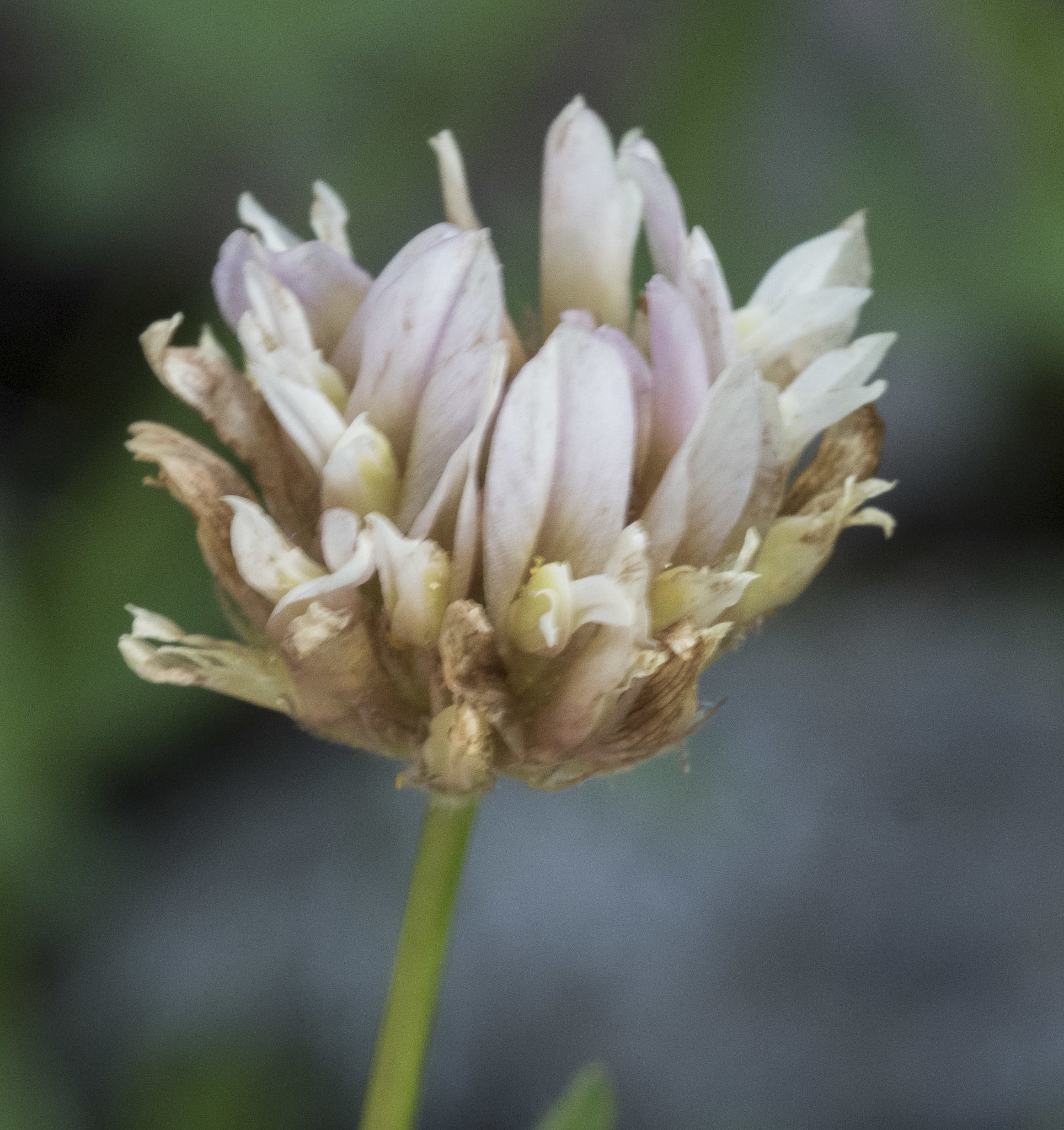 Trifolium longipes ssp. hansenii