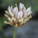 Trifolium longipes hansenii - Photo (c) Todd Ramsden, algunos derechos reservados (CC BY-NC), uploaded by Todd Ramsden