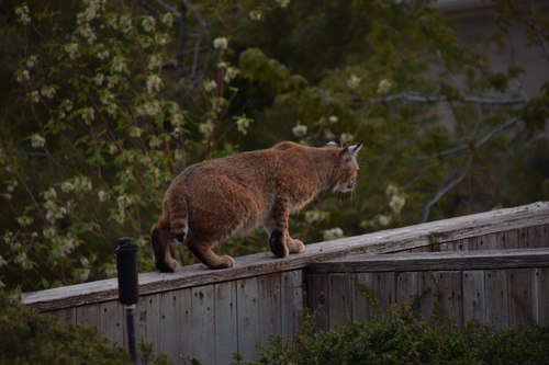 Bobcat photographed in Utah