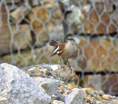 Cinclodes atacamensis