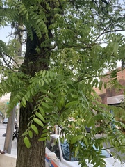Gleditsia triacanthos