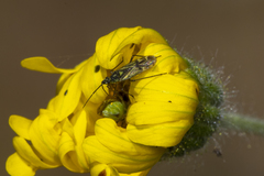 Macrotylus intermedius