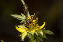 Andrena auricoma