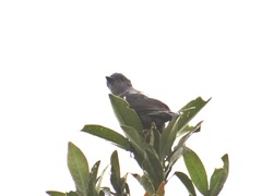 Muscipipra vetula