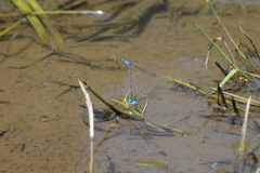 Aciagrion migratum