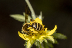 Andrena auricoma