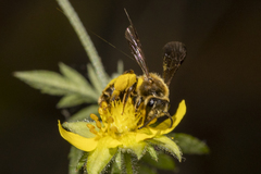 Andrena auricoma
