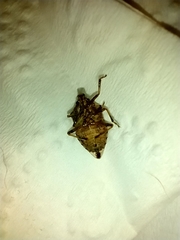 Podisus serieventris