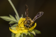Andrena auricoma