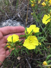 Calylophus
