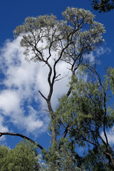 Acacia harpophylla