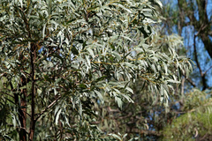 Acacia harpophylla