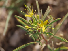 Cleomella plocasperma