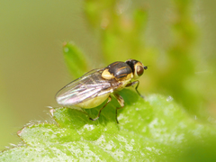 Thaumatomyia notata