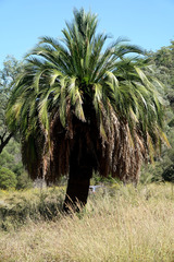 Macrozamia moorei