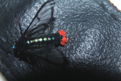 Phoenicoprocta