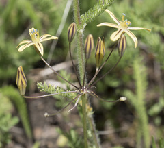 Triteleia ixioides anilina
