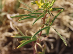 Cleomella plocasperma