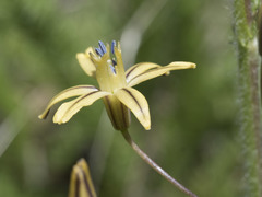 Triteleia ixioides anilina